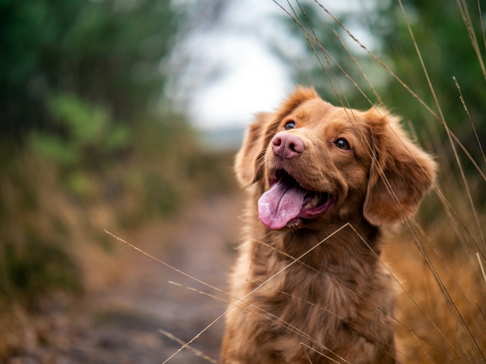 Reddish-brown dog standing alert outdoors in tall grass