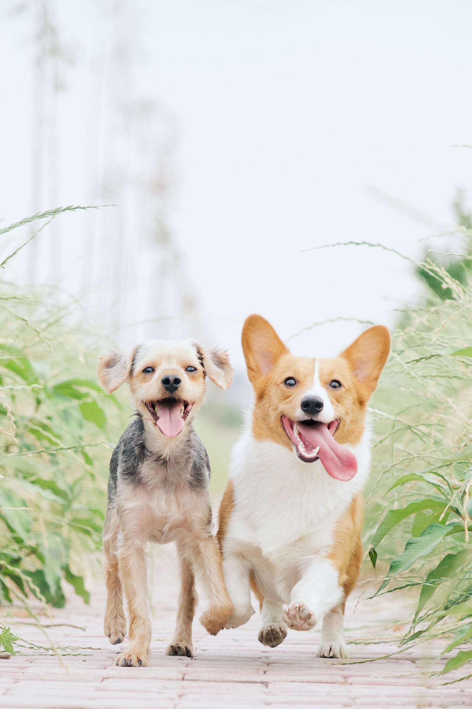 Two happy dogs running together on a dirt path