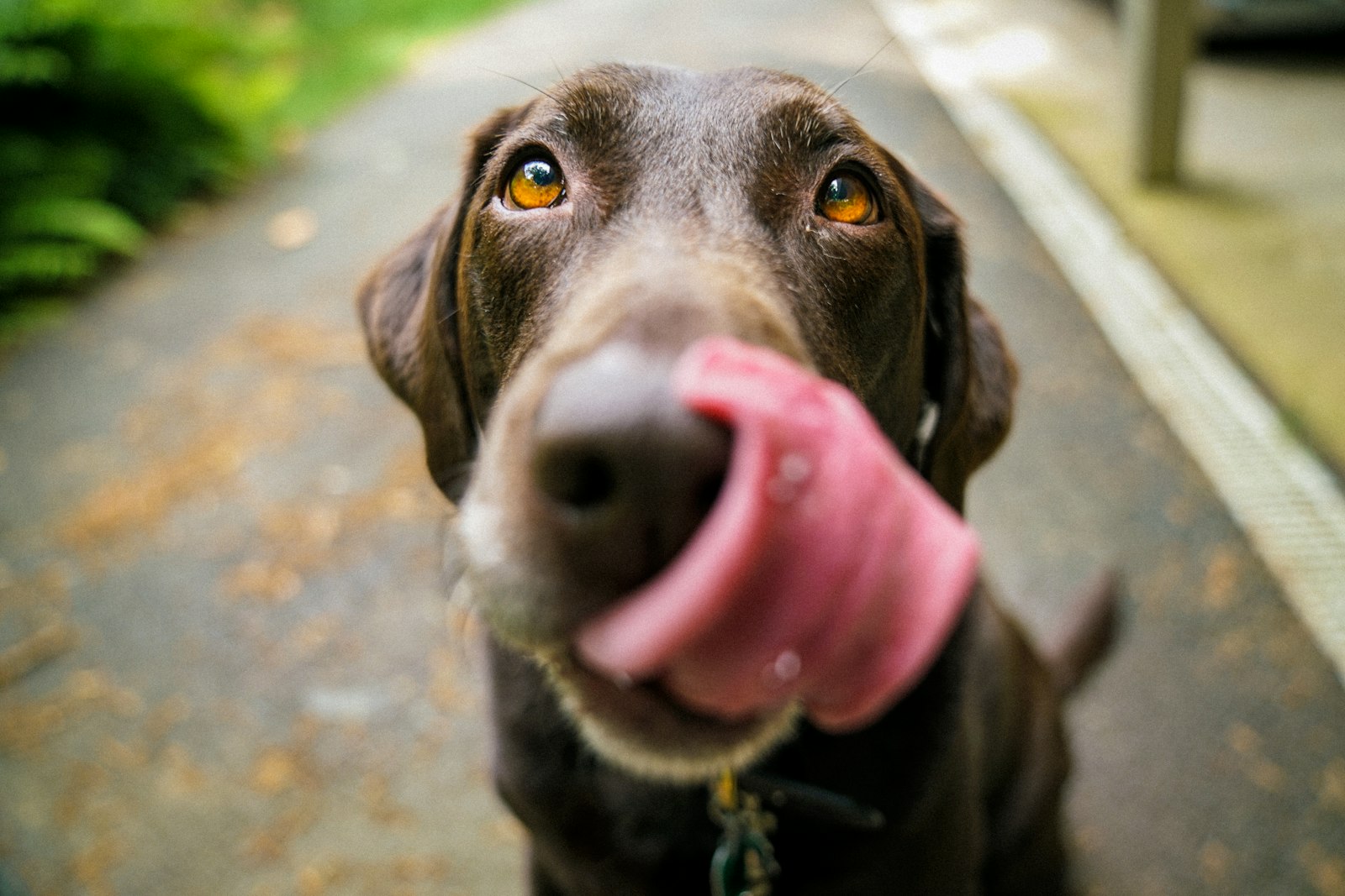 Panting dog outdoors on a warm day