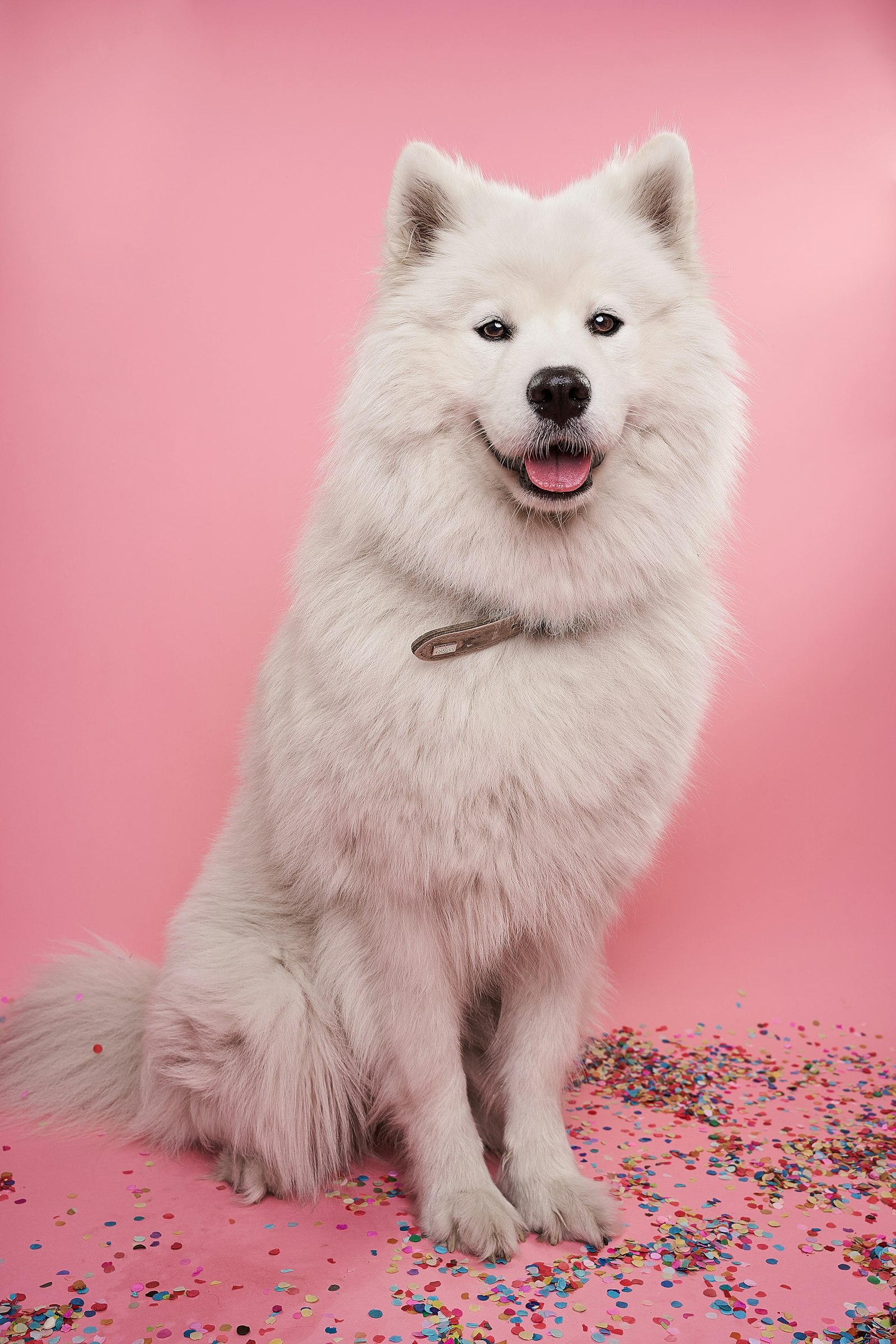Happy fluffy white dog sitting for a photo, representing the fun side of dog care