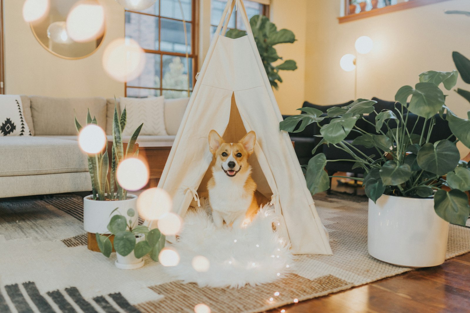 Corgi relaxing in a cozy tent at night