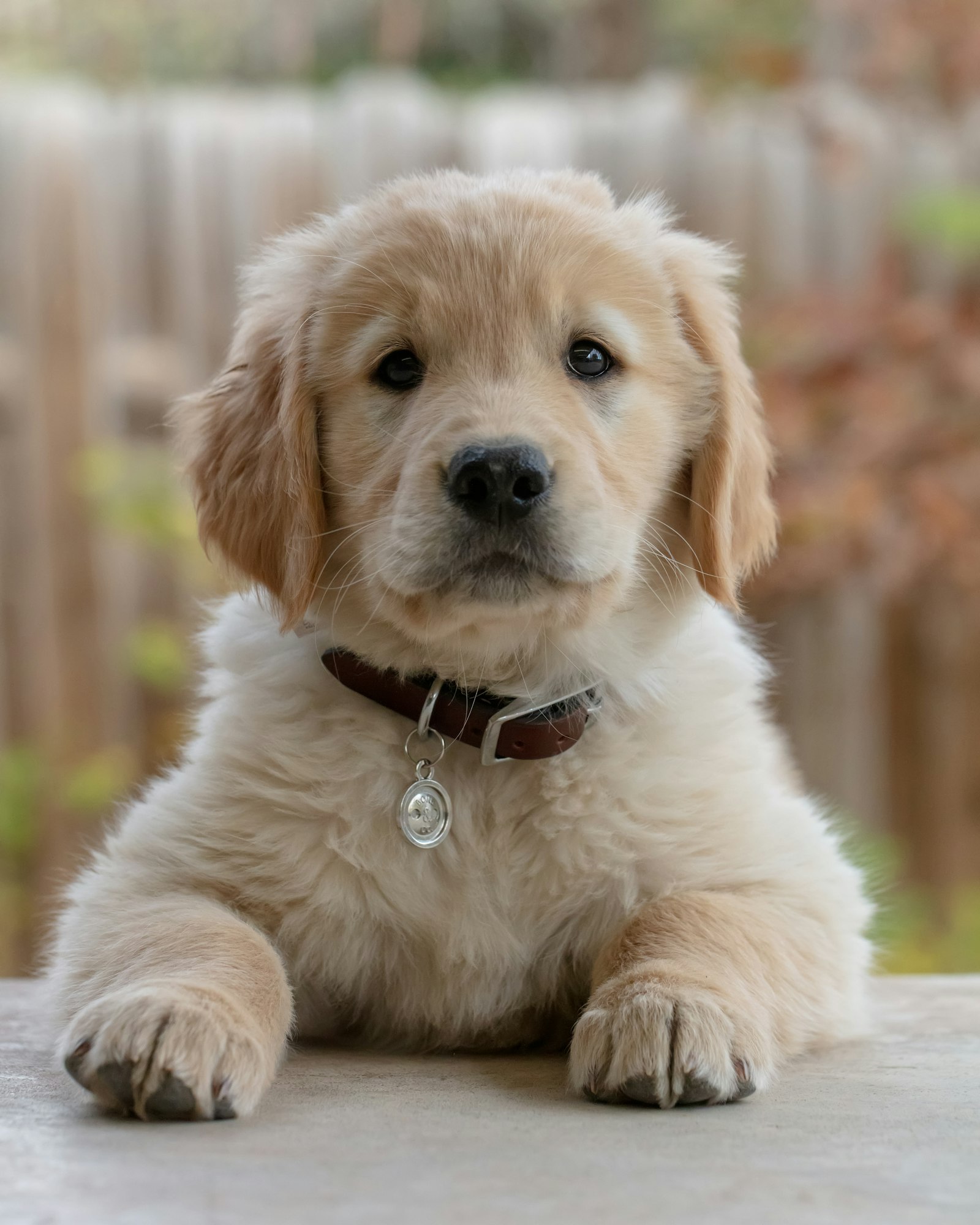 Golden retriever puppy resting its paws forward, looking up