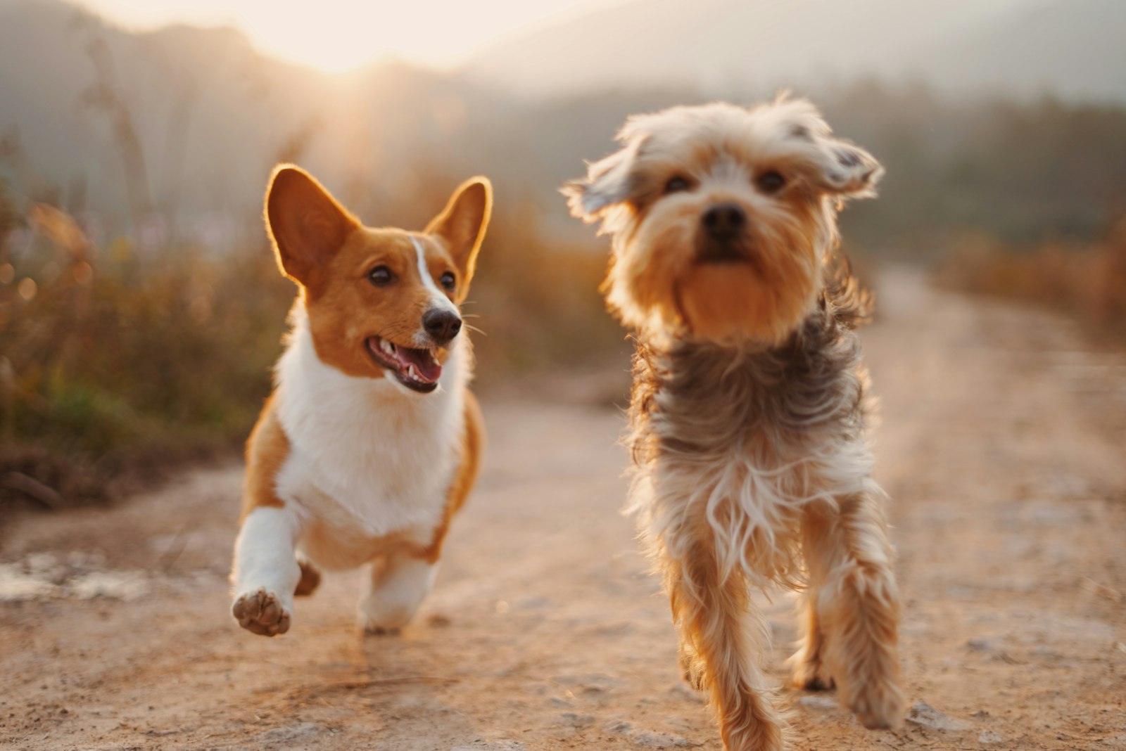 Two dogs, a corgi and a terrier, running together outdoors