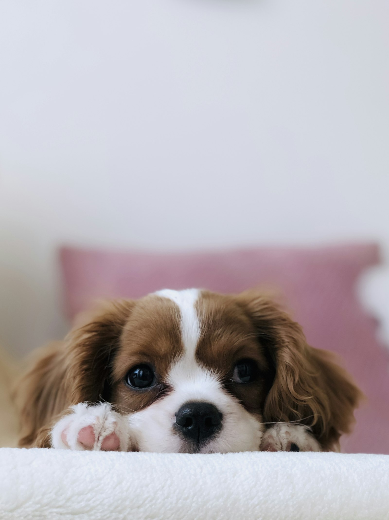 Cavalier puppy peeking over a soft blanket on a couch