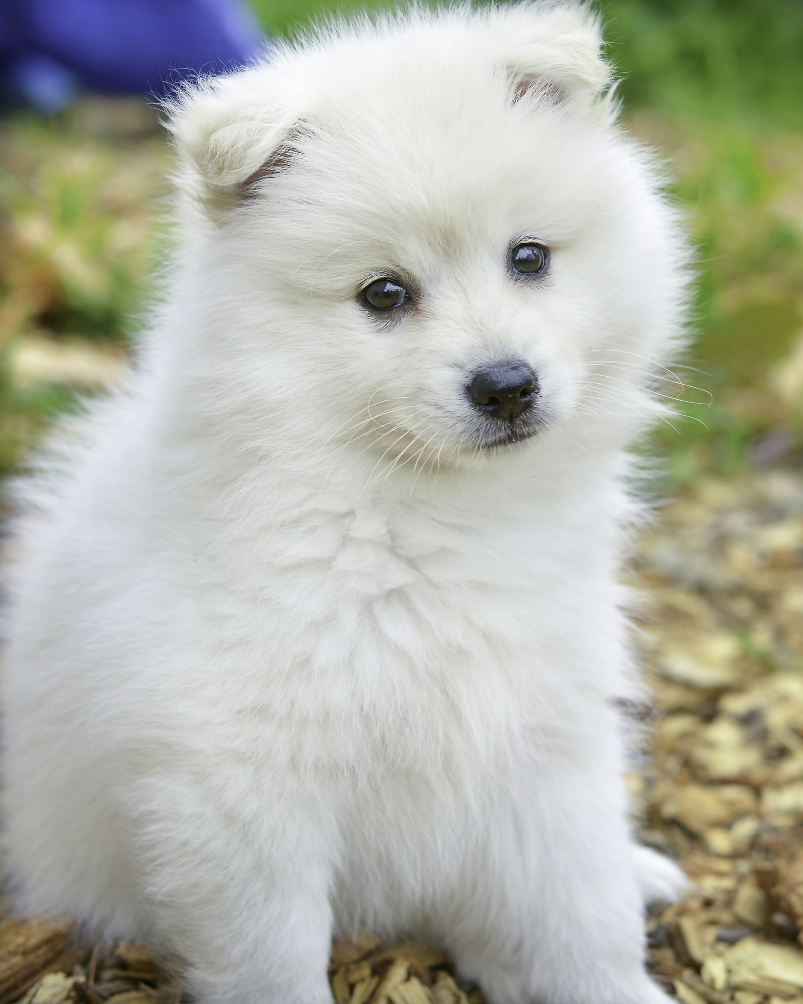 Fluffy white puppy sitting outdoors on wood chips