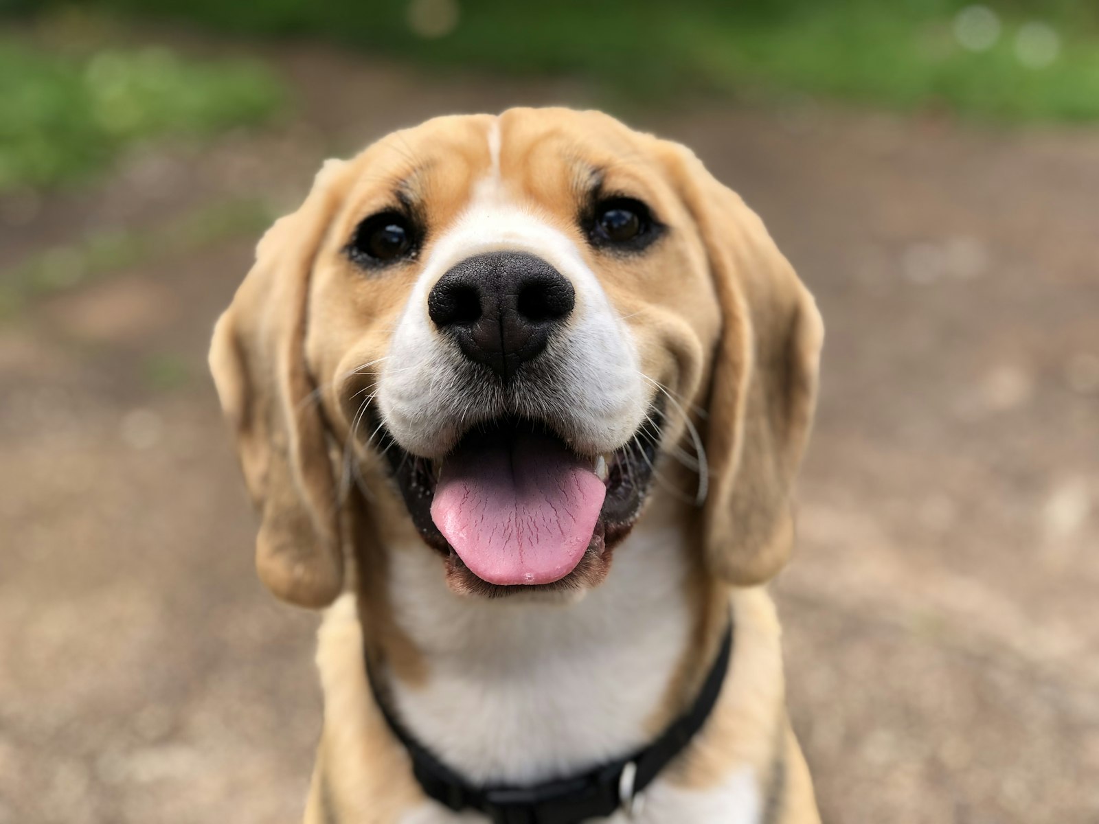 Alert beagle puppy looking at the camera
